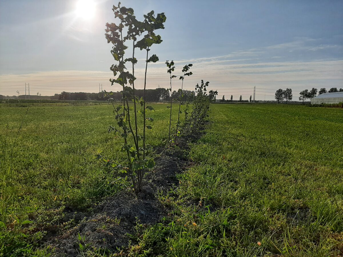 Experimenteer met Agroforestry op jouw terrein